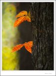 IMG_4535 ec
