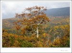 IMG_4591 e