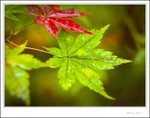 IMG_4641 ec