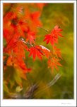 IMG_4800 ec