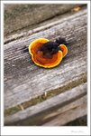 IMG_4845 ec