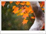 IMG_4846 e