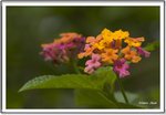 _MG_0789 ec