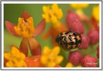 _MG_0810 ec