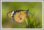 _MG_0817 ec