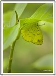 _MG_0832 ec