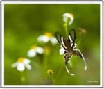_MG_0836 ec