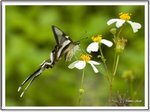 _MG_0838 ec
