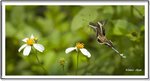 _MG_0847 ec