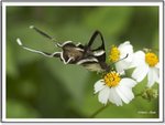 _MG_0851 ec
