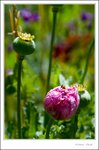 _MG_9727 ec