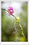 IMG_7976 e