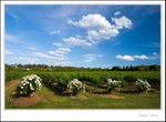 _MG_9483 e