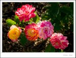 _MG_9491 ec