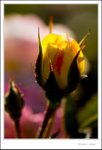 _MG_9500 ec