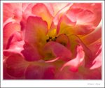 _MG_9501 ec