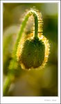 _MG_9503 ec