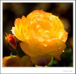 _MG_9506 ec