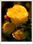 _MG_9507 ec