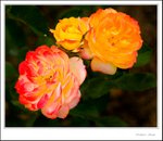 _MG_9513 ec