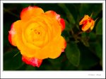_MG_9519 e