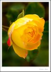 _MG_9523 ec