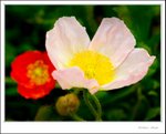 _MG_9532 ec