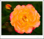 _MG_9544 ec