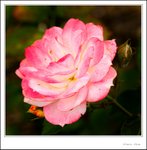 _MG_9546 ec