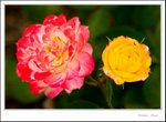 _MG_9547 ec