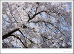 _MG_7721 e
