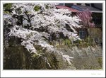 _MG_7805 ec