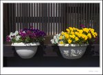 _MG_7874 ec