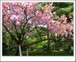 兼六園 - 櫻花盛開時的相好靚, 日後有機會要再去影相先得
IMG_8090