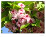 呢種叫做菊櫻
IMG_8111