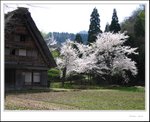 IMG_7994