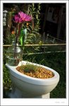 IMG_0660 e