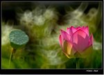 _MG_1475 ec