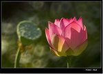 _MG_1479 e