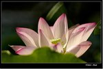 _MG_1480 ec