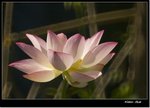 _MG_1486 ec