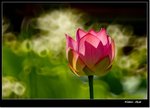 _MG_1487 e