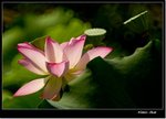 _MG_1492 e