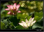 _MG_1499 e
