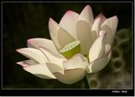 _MG_1503 ec