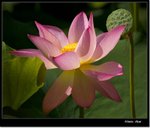 _MG_1507 ec