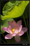 _MG_1520 ec