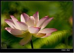 _MG_1532 ec