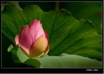 _MG_1541 ec