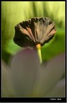 _MG_1552 ec